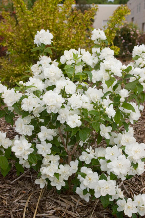 Mock Orange Snow White  2G