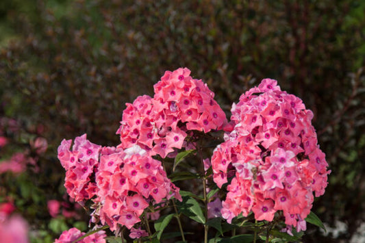 Phlox Coral Creme 1G