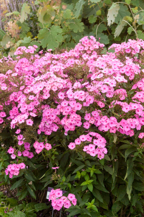 Phlox Cotton Candy 1G