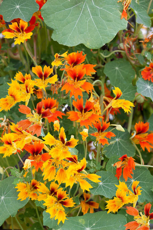 Nasturtium Phoenix OSC Seed