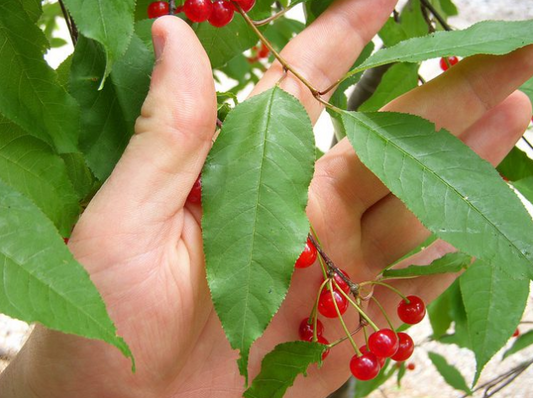 Pin Cherry 2G