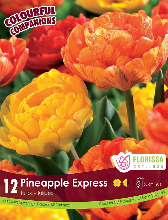 Pineapple Express Companion Bulbs 12pk