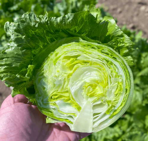 Lettuce Head Pint Size OSC Seed