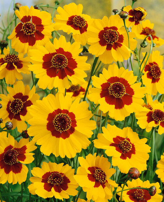 Plains Coreopsis Tinctoria Tall OSC Seed