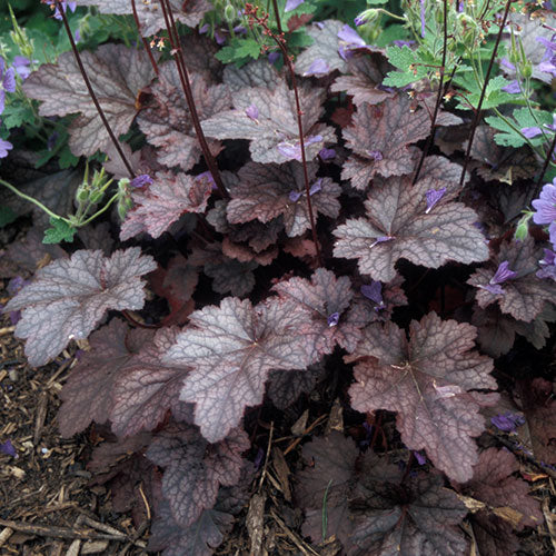 Coral Bells Purple 1G