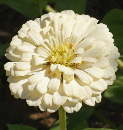 Zinnia Polar Bear WCS Seeds
