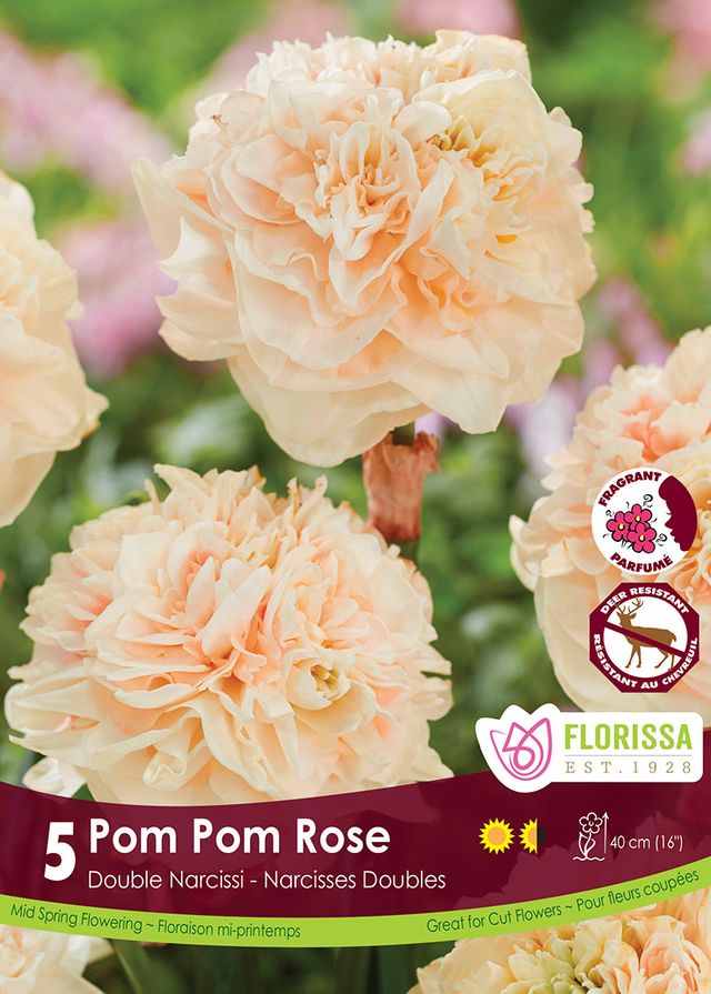 Narcissus Pom Pom Rose 5 pk