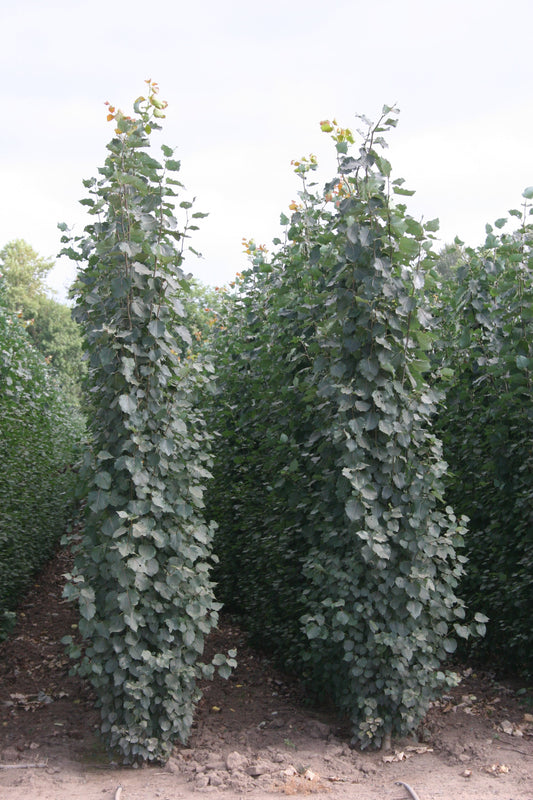 Aspen Guardian Swedish Columnar 7 Gallon