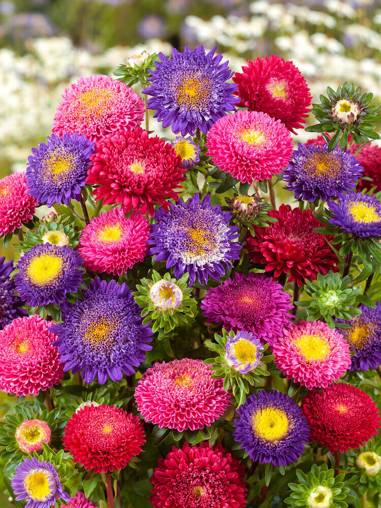 Aster Powderpuff OSC Seed