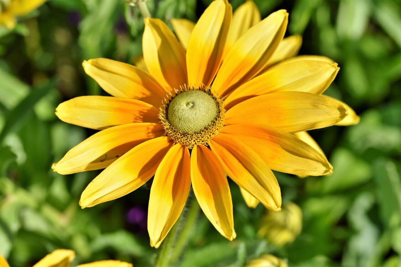 Rudbeckia Prairie Sun OSC Seed