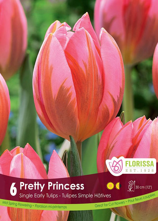Tulip Pretty Princess - 6 pk