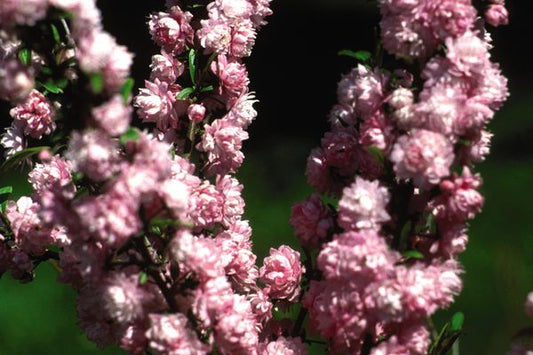 Almond Flowering 1G