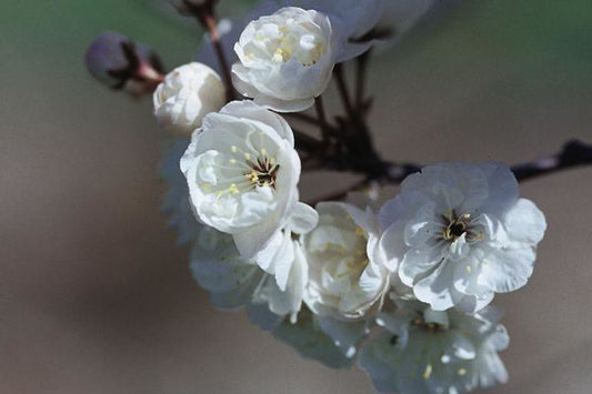Princess Kay Flowering Plum 10G