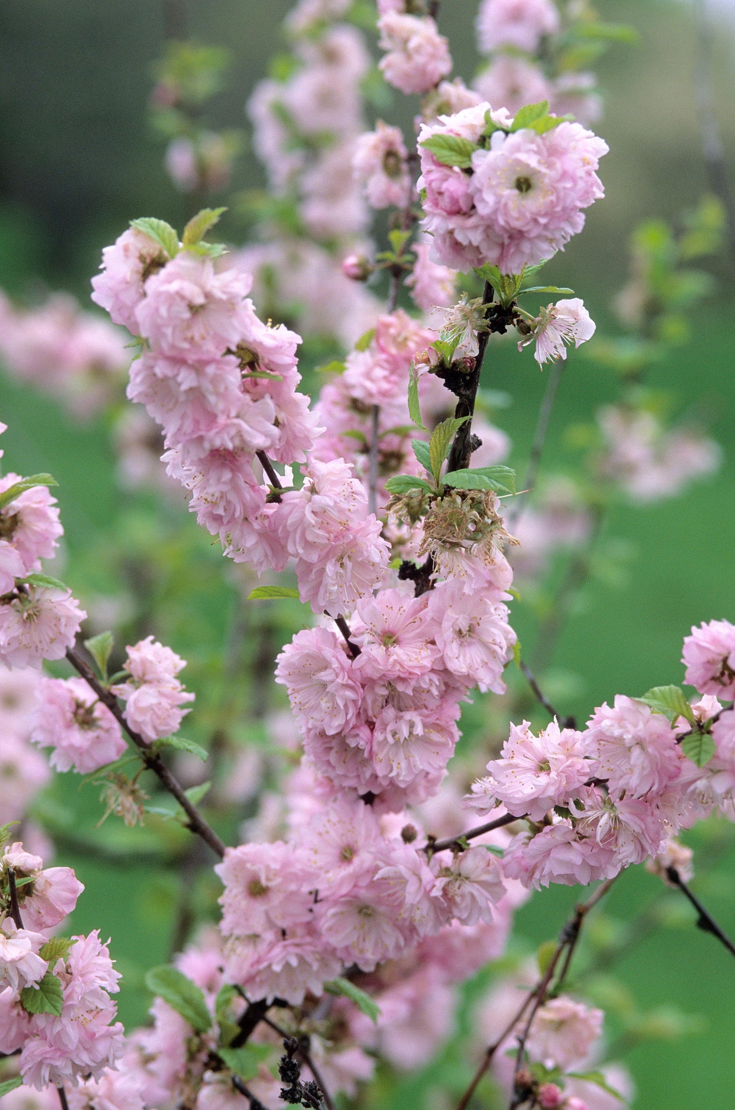 Prunus Double Fowering Plum 2G