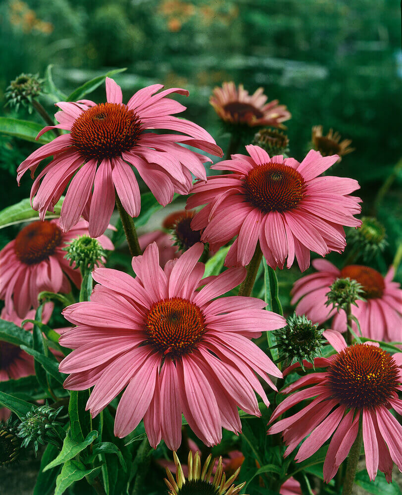 Coneflower Purple OSC Seed