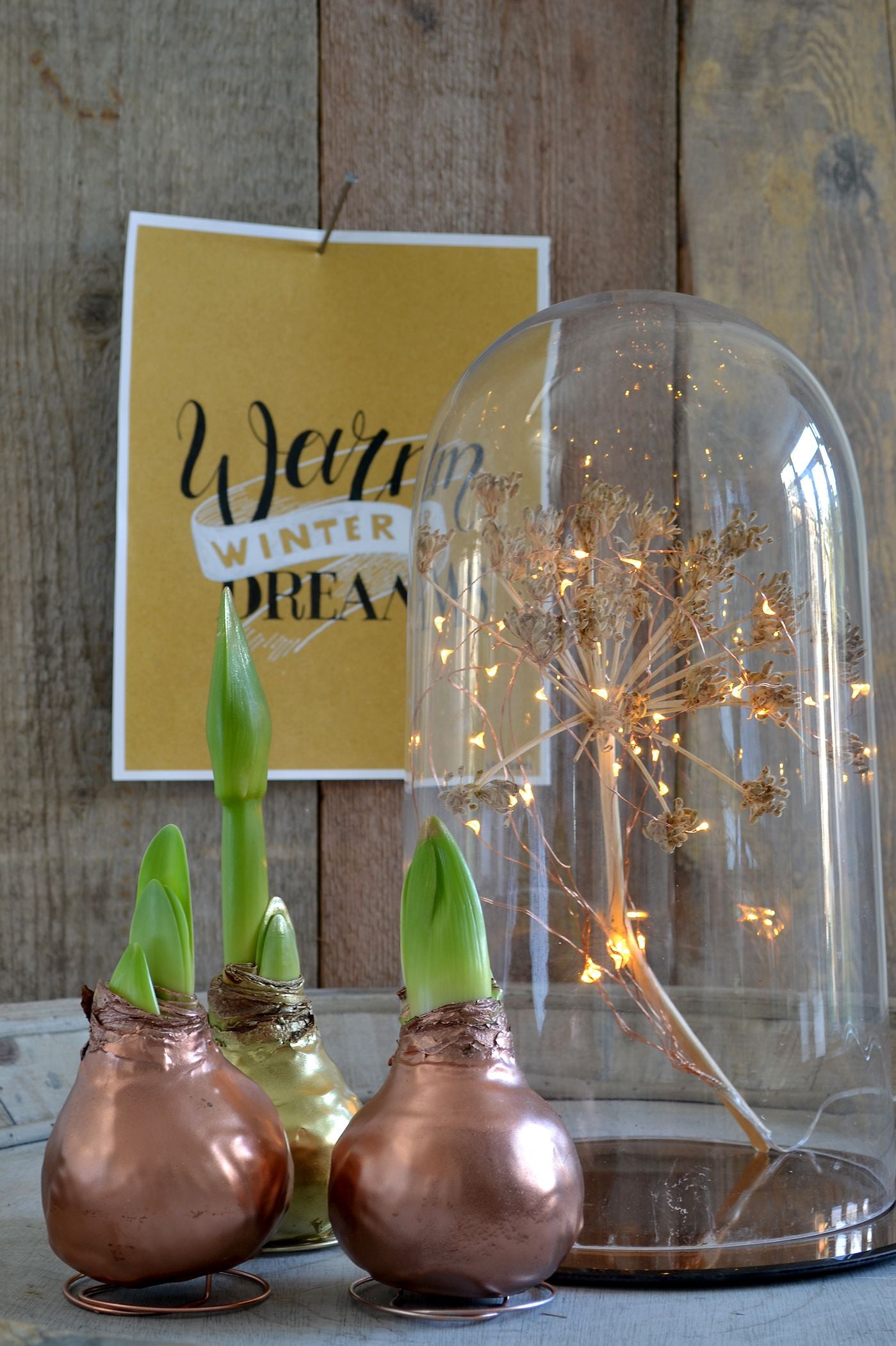 Waxed Amaryllis Red Flowering Bulb