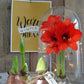 Waxed Amaryllis Red Flowering Bulb