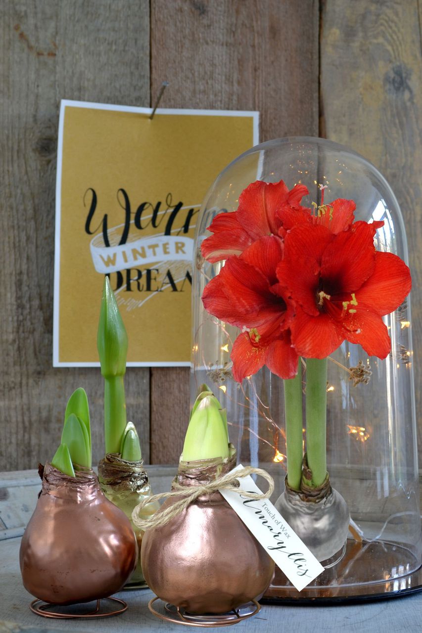 Waxed Amaryllis Red Flowering Bulb