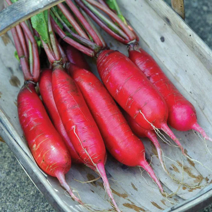 Radish China Rose MIgardener Seed