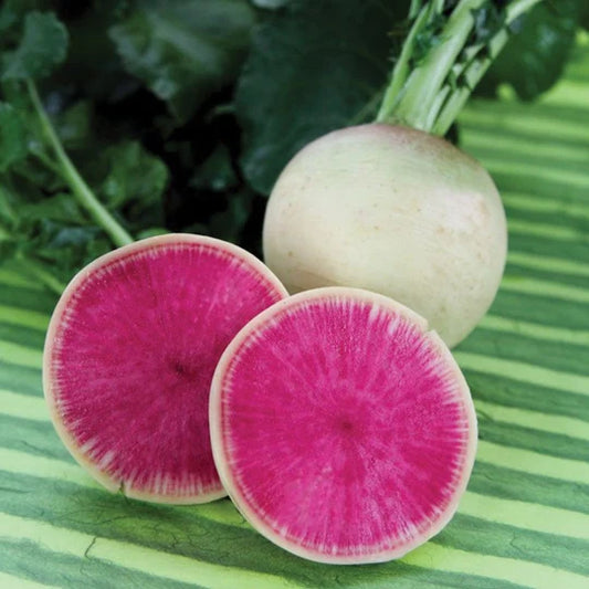 Radish Watermelon MIgardener Seed