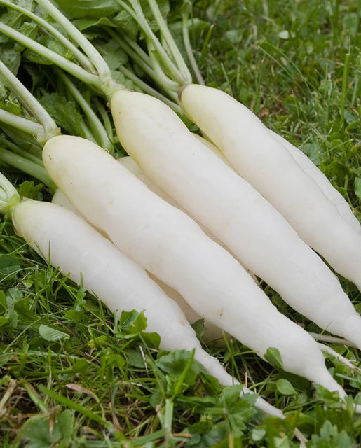 Radish White Icicle Organic WCS Seed