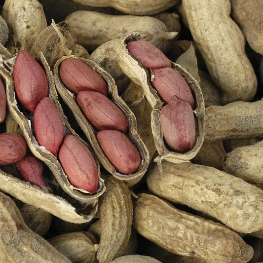 Peanut Virginia MIgardener Seed