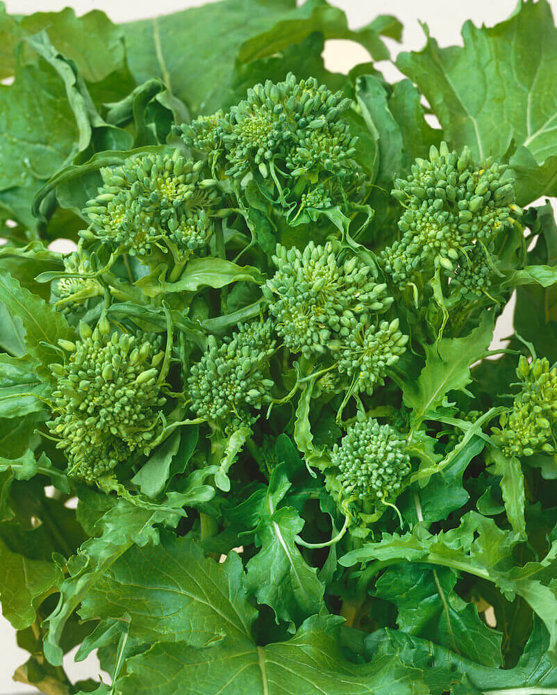 Broccoli Raab Rapini OSC Seed