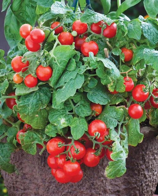 Tomatoes Red Robin WCS Seeds