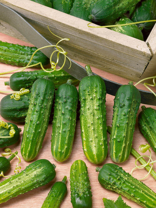 Cucumber Regal Hybrid OSC Seed