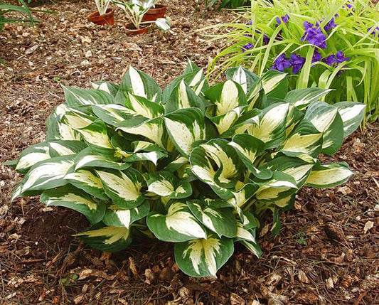 Hosta Revolution Plant 1G