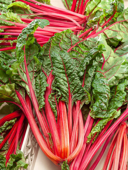 Swiss Chard Rhubarb Chard OSC Seeds