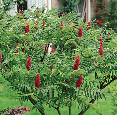 Sumac Smooth 1G