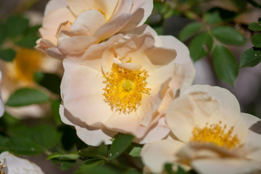 Rose Above and Beyond 2G