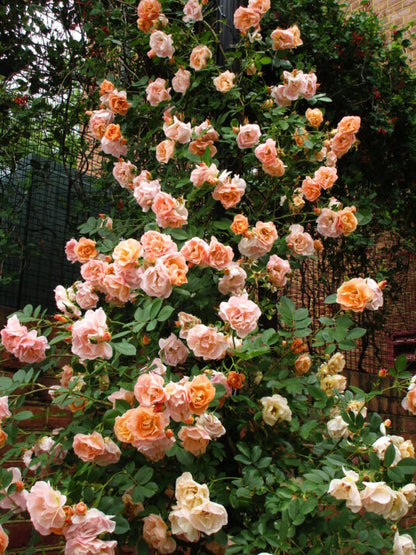 Rose Above and Beyond 2G