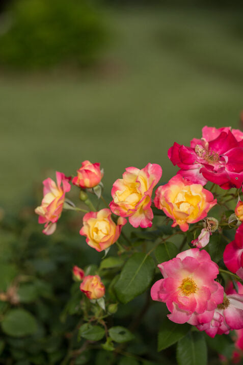 Rose Campfire 2 Gallon