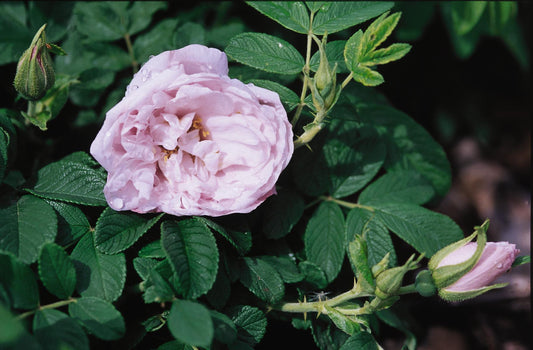 Rose Snow Pavement Rugosa