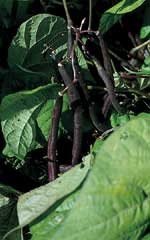 Bean Royal Burgundy Bush Jumbo Pack OSC Seed