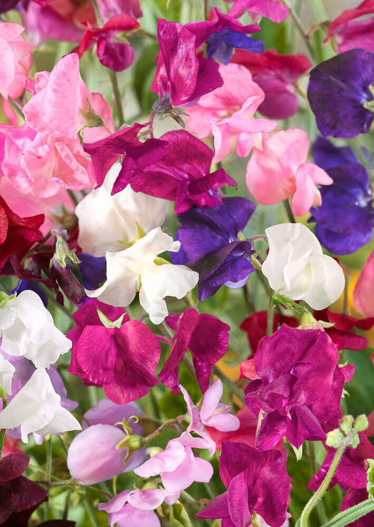 Sweet Peas Royal Family Mixed OSC Seed