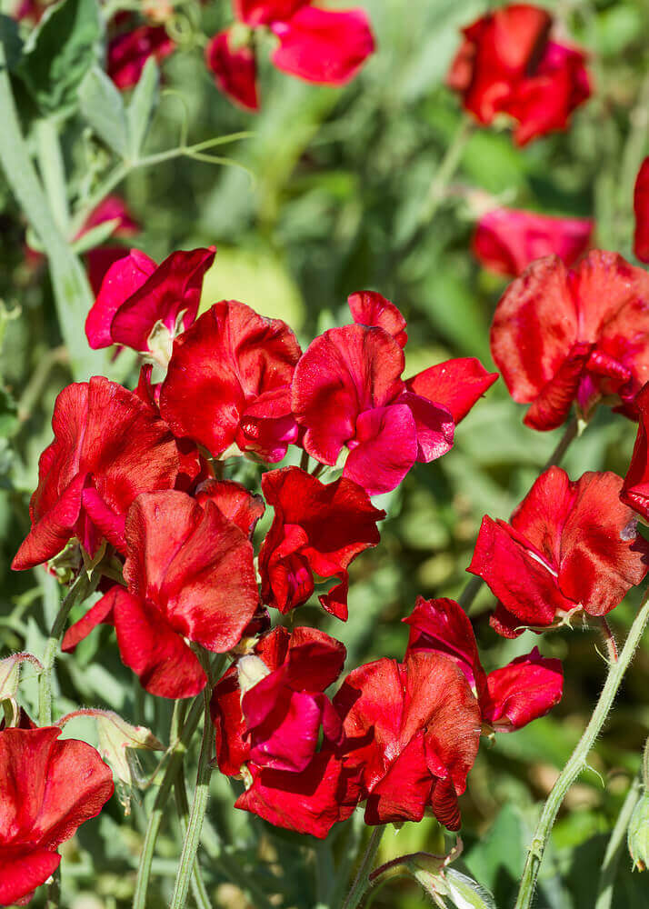 Sweet Peas Royal Scarlet OSC Seed