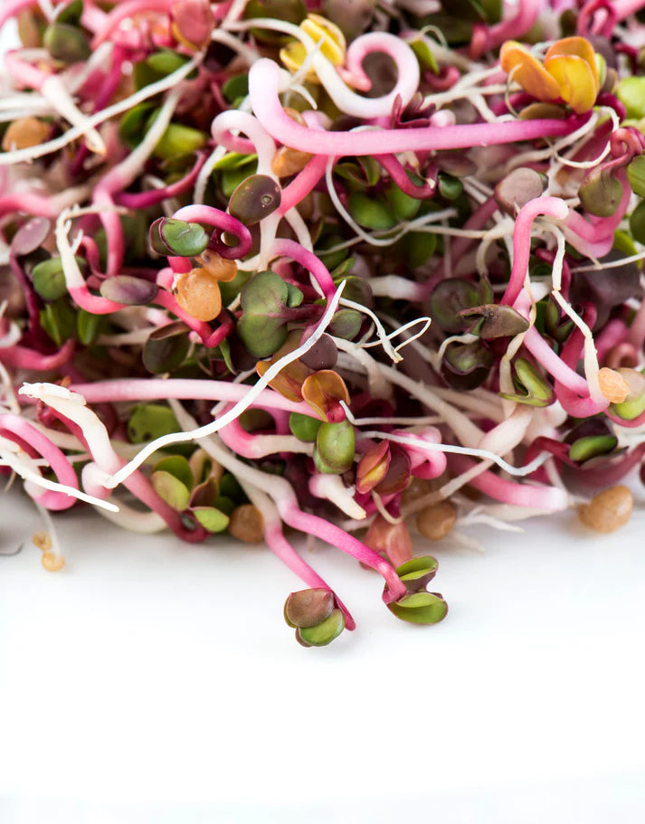 Microgreens Ruby Stem Radish 100gm