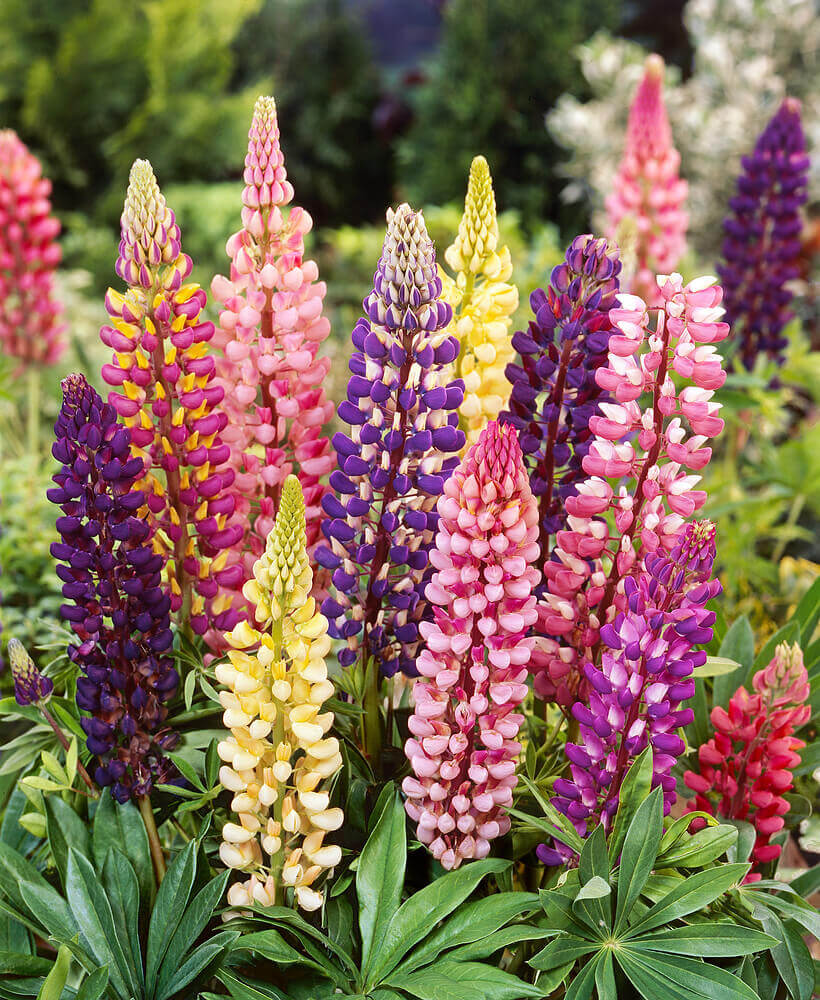 Lupine Russell's Hybird Mixed OSC Seed – Garden Girl