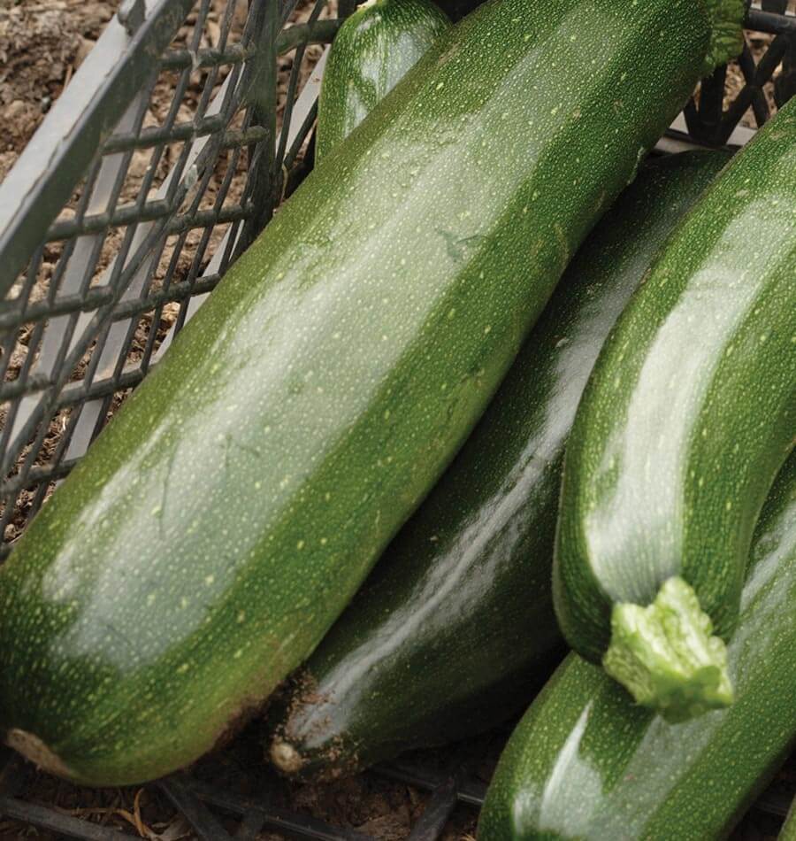 Squash Black Beauty Zucchini WCS Seed