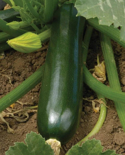 Squash Black Beauty Zucchini WCS Seed