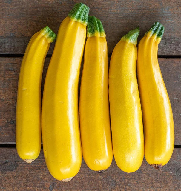 Squash Zucchini Goldy WCS Seed