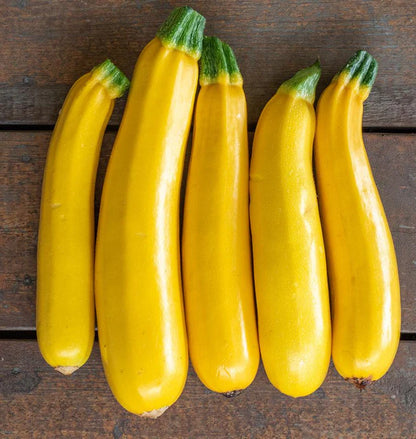 Squash Zucchini Goldy WCS Seed