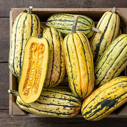 Squash Delicata Organic WCS Seed