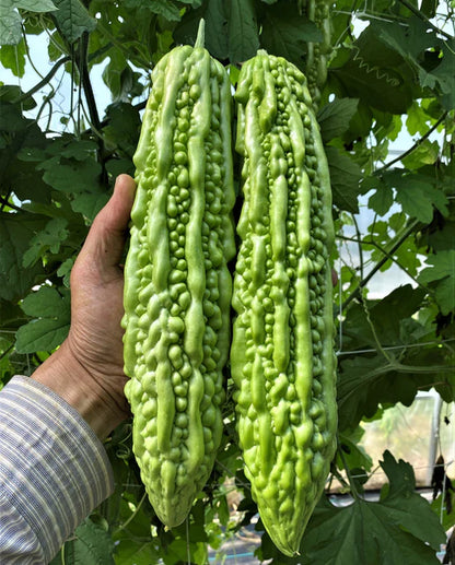 Squash Green Pearl WCS Seed
