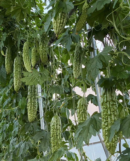 Squash Green Pearl WCS Seed