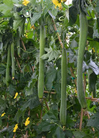 Squash Emerald Luffa F1 WCS