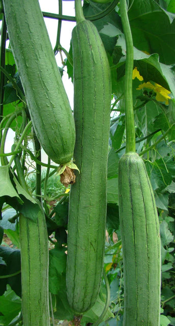 Squash Emerald Luffa F1 WCS